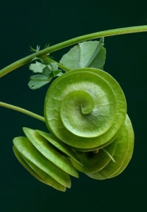 Spiral Dance of Green Leaves: A Close-up Perspective