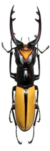 Stag Beetle: A Closer Look at Its Unique Features and Coloration