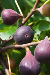 Stages of Figs Ripening: A Natural Spectrum