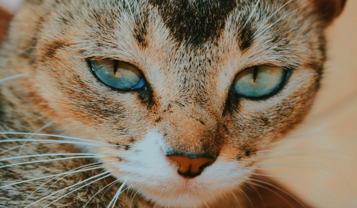 Stunning Macro Photography of a Short-Coated Brown Cat in Colombo, Sri Lanka