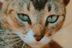 Stunning Macro Photography of a Short-Coated Brown Cat in Colombo, Sri Lanka