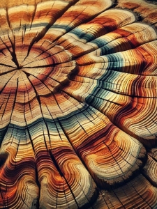 The Art of Nature: Unveiling the Intricacies of Wood Grain