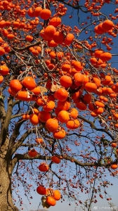 The Bountiful Tree: A Symphony of Orange Fruits Against the Azure Sky