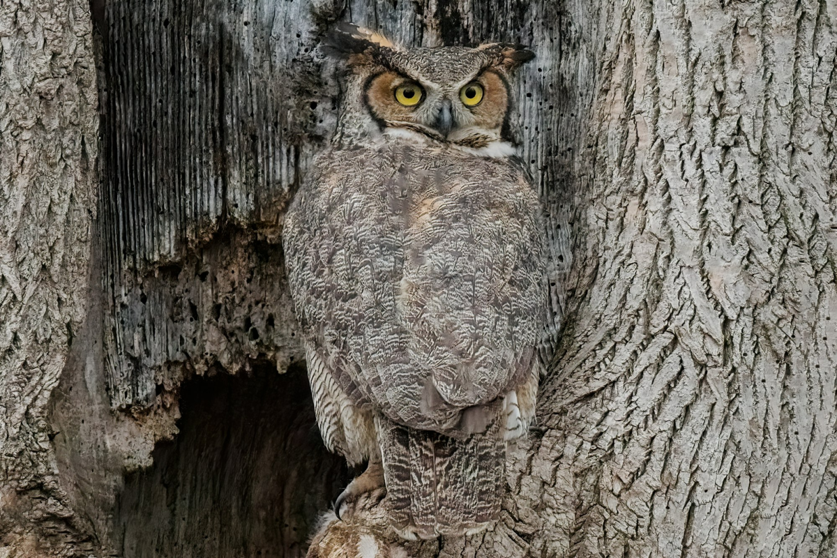 The Camouflaged Owl of Pennsylvania: A Natural Marvel