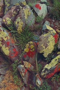 The Colorful Symphony of Lichen and Moss on Rocks