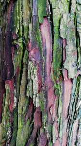 The Colors and Textures of Tree Bark