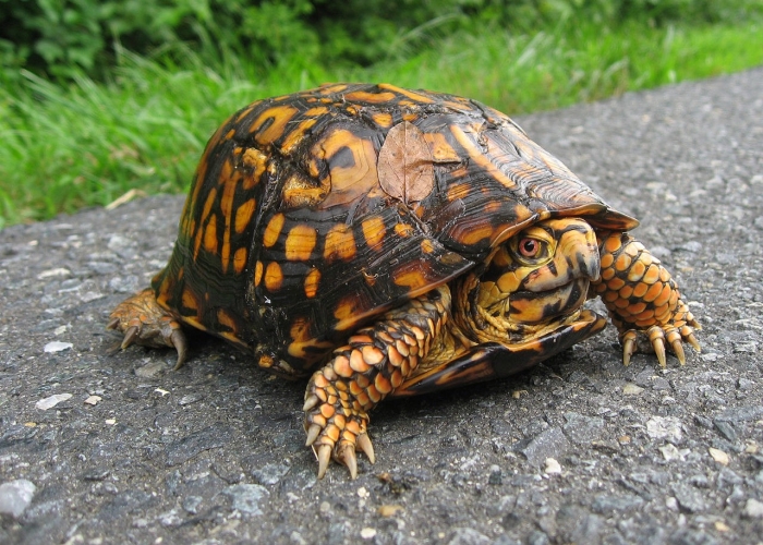 The Enchanting Journey of a Box Turtle Across a Countryside Road