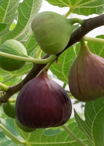 The Enchanting Lifecycle of Figs on a Lush Tree