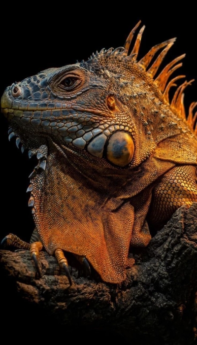 The Exquisite Iguana: A Close-Up Encounter