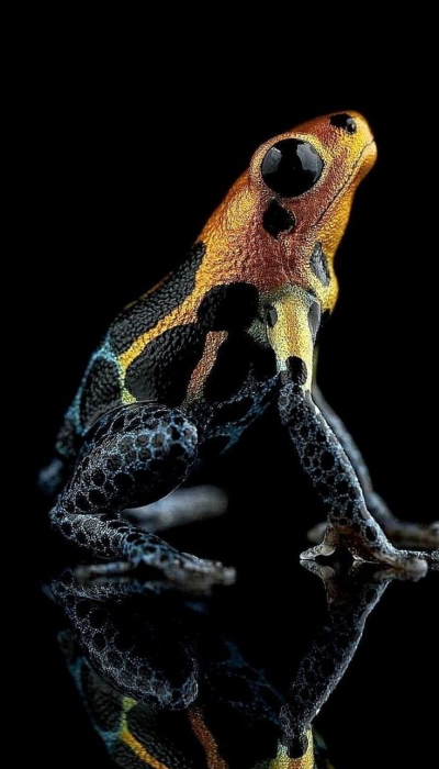 The Intriguing Beauty of the Vibrant Poison Dart Frog