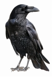 The Intriguing Raven: A Symbol of Intelligence and Mythology