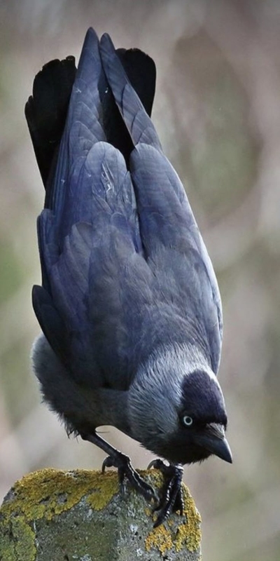 The Intriguing World of the Jackdaw: A Bird of Unique Character