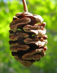 The Life-Cycle of Pine Cones: A Glimpse into Nature's Artistry