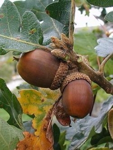 The Life-Giving Acorns: Nourishment in Nature