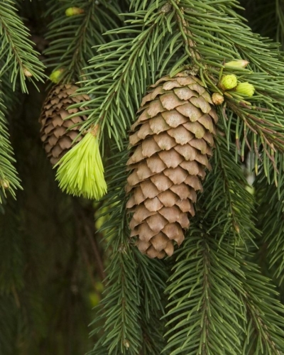 The Lifecycle of Pine Cones: A Close-up View