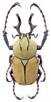 The Majestic Beetle: A Study of Its Unique Characteristics