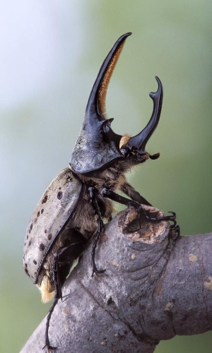 The Majestic Horned Beetle: A Close Encounter