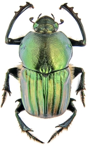 The Majestic Scarab Beetle: An Icon of the Insect World