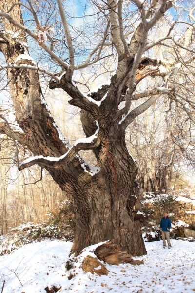 The Majestic Winter Tree: A Portrait of Nature's Resilience