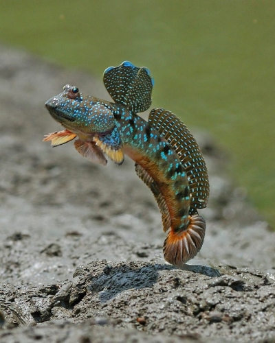 The Remarkable Mudskipper: A Fish That Conquers Land and Water
