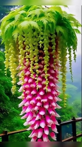 The Stunning Spectrum of a Vibrant Hanging Bouquet Plant