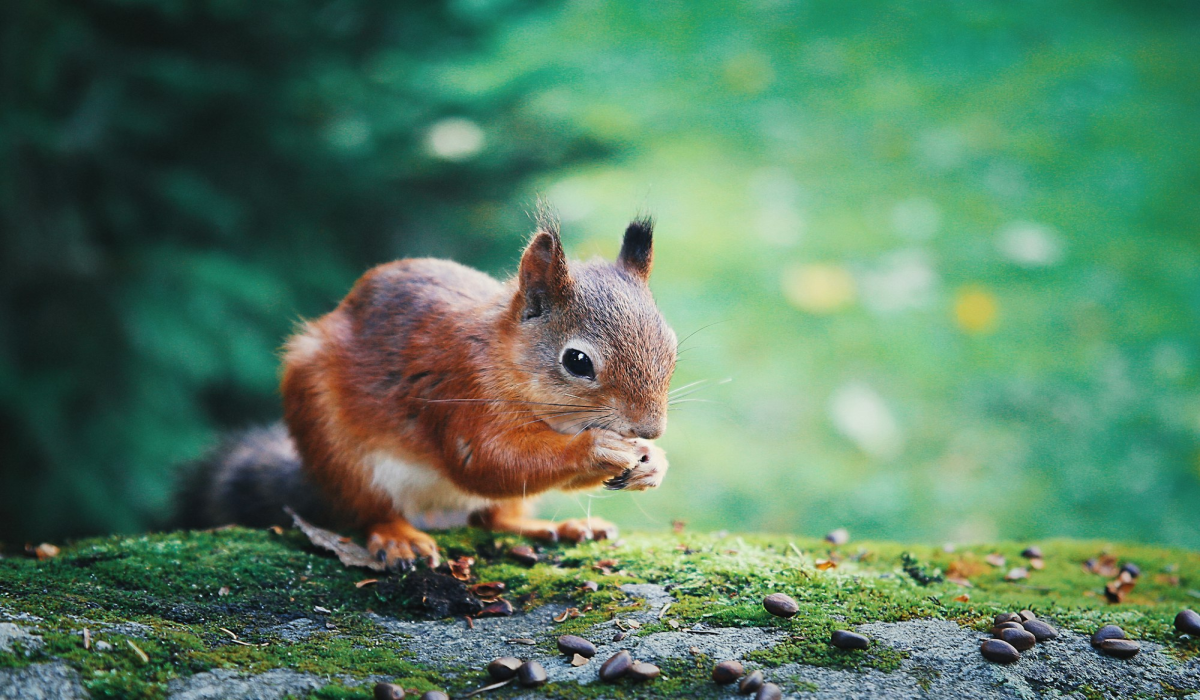 The Tranquil Life of a Red Squirrel in a Lush Green Environment
