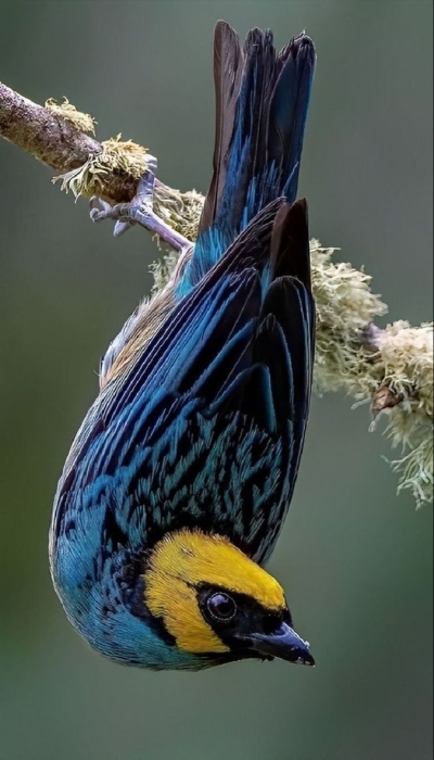 The Upside-Down Acrobat: A Vibrant Blue Bird with a Yellow Crown