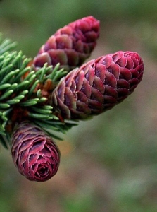The Vibrant Life Cycle of Coniferous Pine Cones