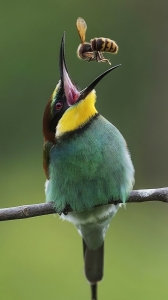 The Vibrant Songbird: A Symphony of Colors in Nature