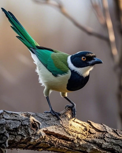 The Vibrant Symphony of Colors: An Exotic Bird Perched on a Branch
