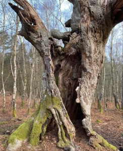 Timeless Tales of the Gnarled Forest Giant