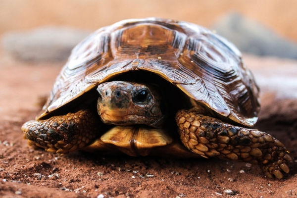 Tortoise: The Majestic Reptile with a Hard Shell
