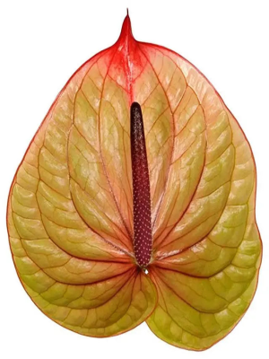 Tropical Splendor: A Close-Up Look at a Color-Changing Leaf