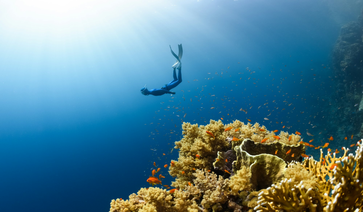 Underwater Exploration in the Coral Reefs of NEOM, Saudi Arabia