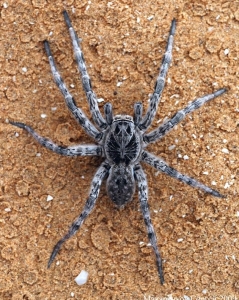 Unraveling the Mysteries of the Dark-Colored Spider