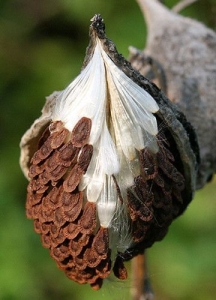 Unveiling Nature's Mystery: A Close-up Look at a Seed Pod