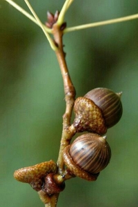 Unveiling the Mysteries of Seed Pods: Nature's Tiny Treasure Troves
