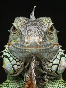 Up-close Encounter with an Iguana: Detailing its Textured Skin and Distinctive Features
