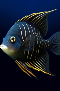 Vibrant Angelfish: A Splash of Yellow in the Deep Blue