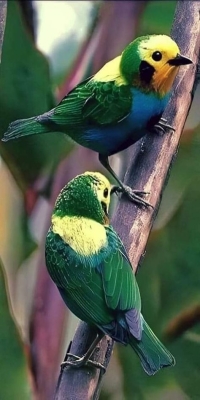 Vibrant Avian Wonders: Colorful Birds in Their Natural Habitat