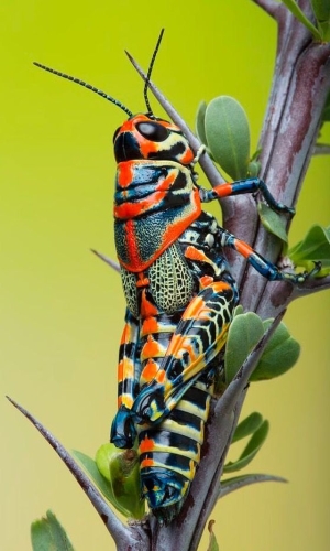 Vibrant Beauty: A Close-Up Encounter with a Colorful Grasshopper