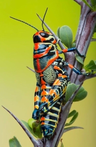 Vibrant Beauty: A Close-Up Encounter with a Colorful Grasshopper