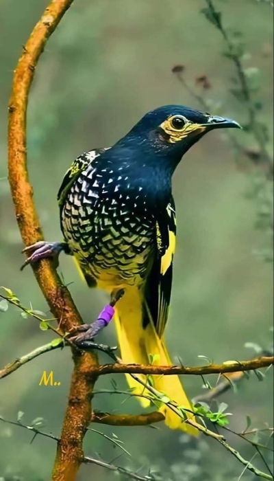 Vibrant Bird on a Branch: A Close Encounter with Nature's Beauty
