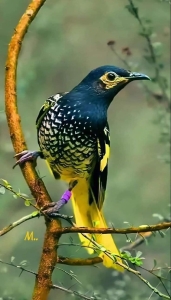Vibrant Bird on a Branch: A Close Encounter with Nature's Beauty