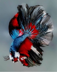 Vibrant Colors and Elaborate Fins: The Allure of the Betta Fish