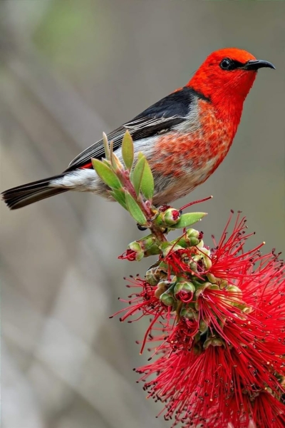 Vibrant Encounter: The Colorful Bird's Tryst with a Red Flower