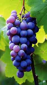 Vibrant Grapes on Vine: Nature's Exquisite Creation