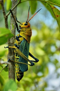 Vibrant Grasshopper on a Tree Branch: A Closer Look at this Exquisite Species
