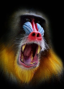 Vibrant Mandrill - The Colorful Baboon in Its Natural Habitat