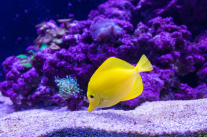Vibrant Underwater Spectacle at Yellow Mellow, Zoomarine, Albufeira, Portugal